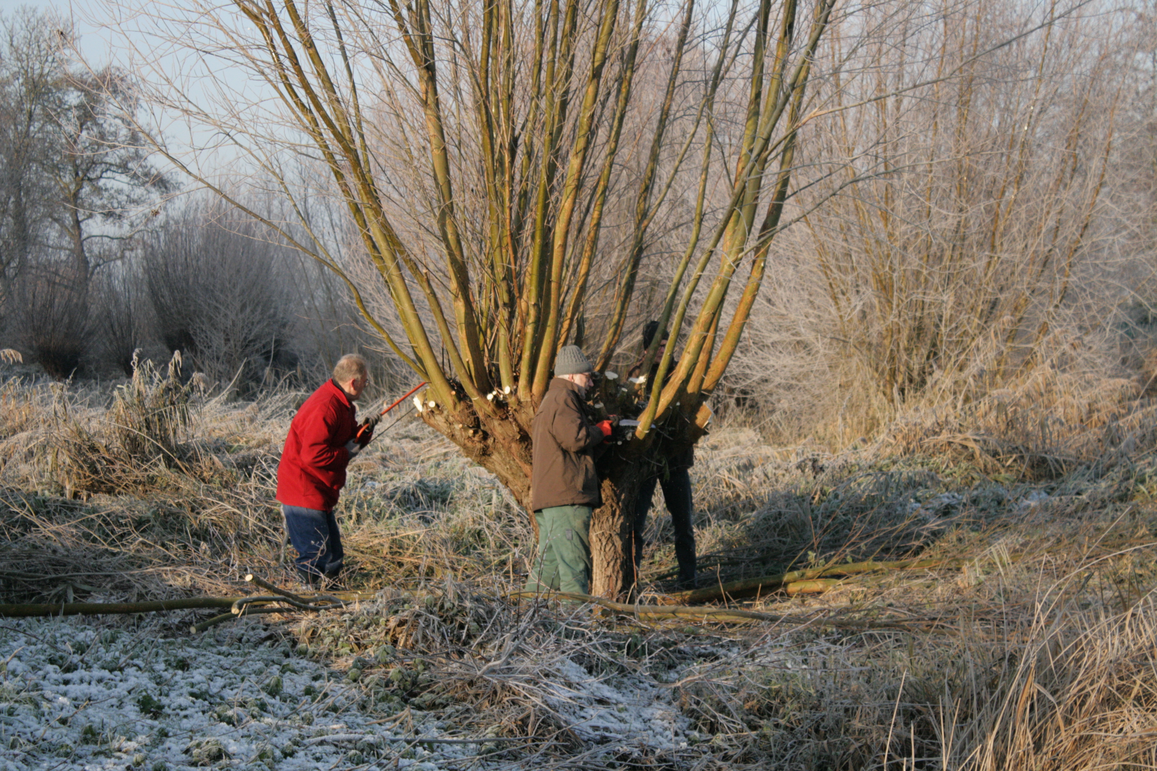 Knotploeg (Spookverlaat). Foto van Margot Klingers.